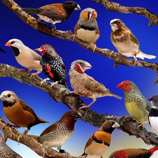 Finch wallpaper