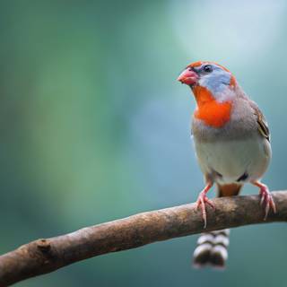 Finch wallpaper