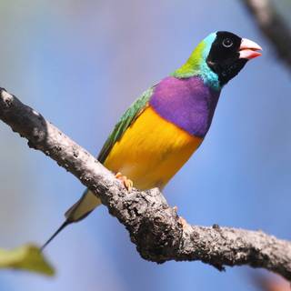 Finch wallpaper