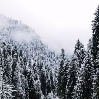 Foggy winter trees 4k wallpaper