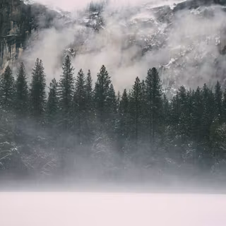 Foggy winter trees 4k wallpaper