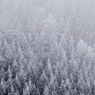 Mist iPhone wallpaper