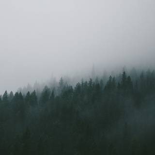 Foggy winter trees 4k wallpaper