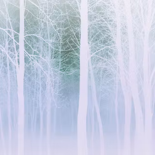 Foggy winter trees 4k wallpaper