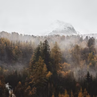 Foggy winter trees 4k wallpaper