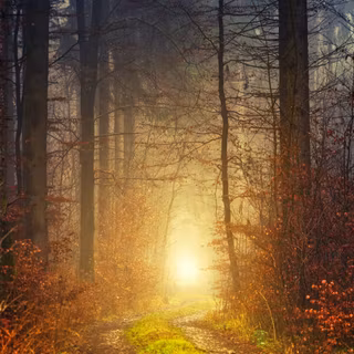 Light autumn HD wallpaper