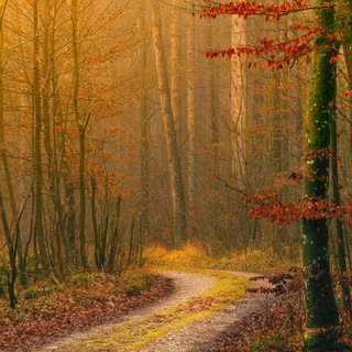 Light autumn HD wallpaper