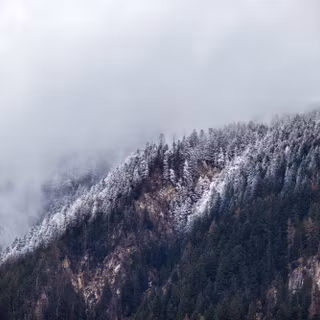Foggy winter trees 4k wallpaper