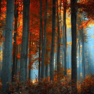 Light autumn HD wallpaper