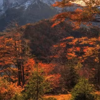 Light autumn HD wallpaper