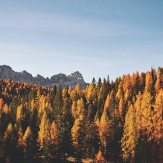 Autumn travel wallpaper