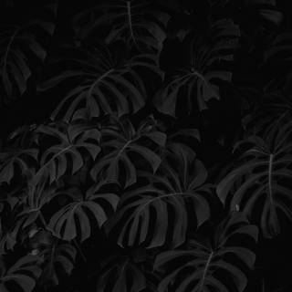 Black PC wallpaper