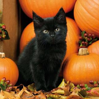 Black cat and orange cat wallpaper