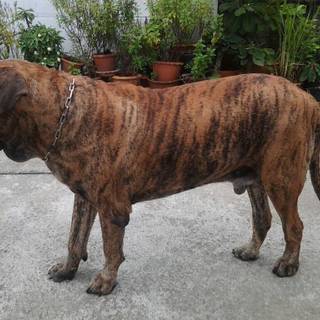 Fila Brasileiro wallpaper