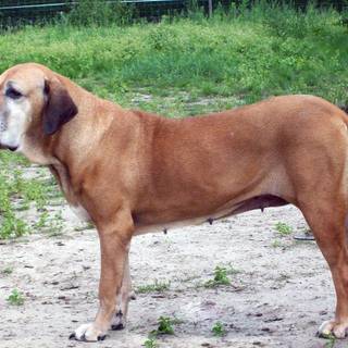 Fila Brasileiro wallpaper