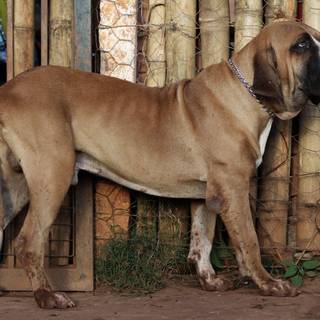 Fila Brasileiro wallpaper