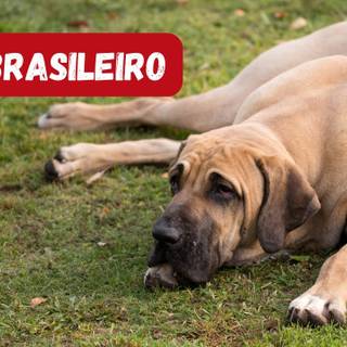 Fila Brasileiro wallpaper