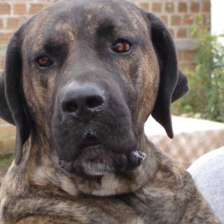 Fila Brasileiro wallpaper