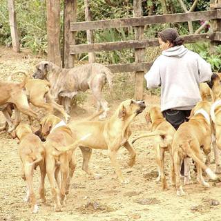 Fila Brasileiro wallpaper