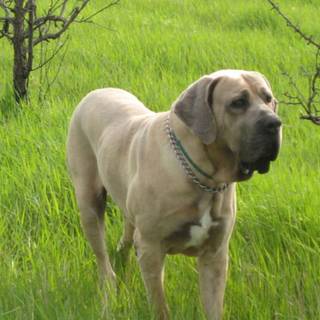 Fila Brasileiro wallpaper