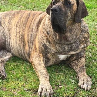 Fila Brasileiro wallpaper