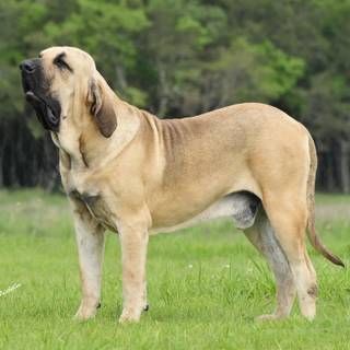 Fila Brasileiro wallpaper