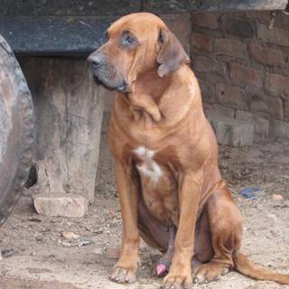 Fila Brasileiro wallpaper