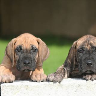 Fila Brasileiro wallpaper