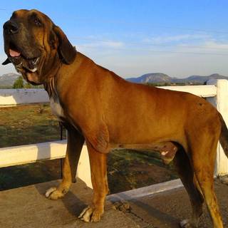 Fila Brasileiro wallpaper
