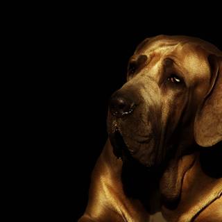 Fila Brasileiro wallpaper
