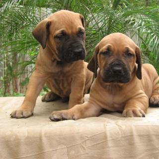 Fila Brasileiro wallpaper