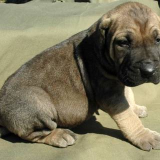 Fila Brasileiro wallpaper