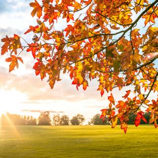 Sunset autumn tree wallpaper