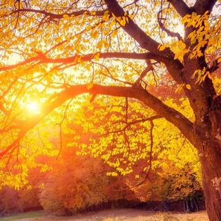 Sunset autumn tree wallpaper