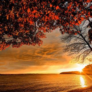 Sunset autumn tree wallpaper