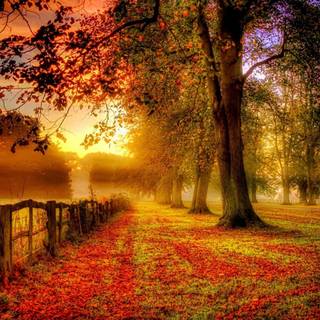 Sunset autumn tree wallpaper
