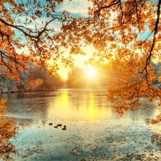 Sunset autumn tree wallpaper