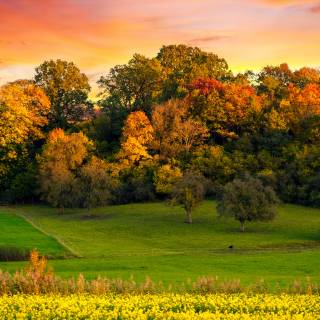 Sunset autumn tree wallpaper