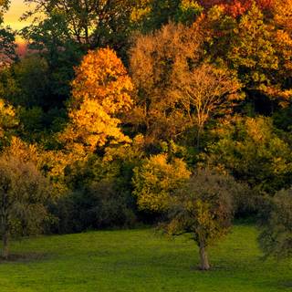 Sunset autumn tree wallpaper