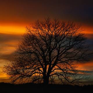 Sunset autumn tree wallpaper
