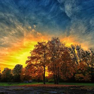 Sunset autumn tree wallpaper
