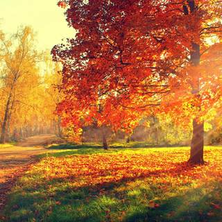 Sunset autumn tree wallpaper