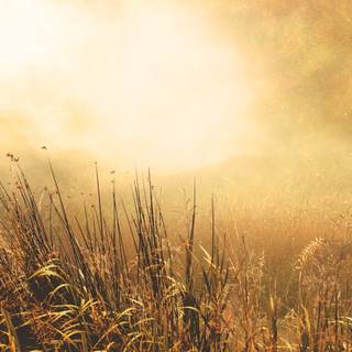 Thanksgiving HD horizontal wallpaper