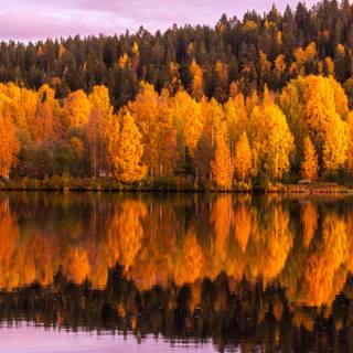 Sunset autumn tree wallpaper