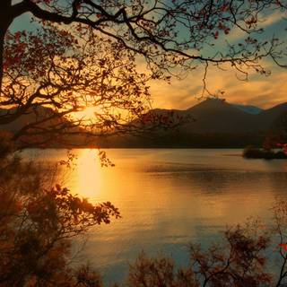 Sunset autumn tree wallpaper