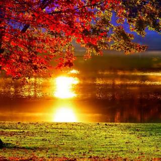 Sunset autumn tree wallpaper