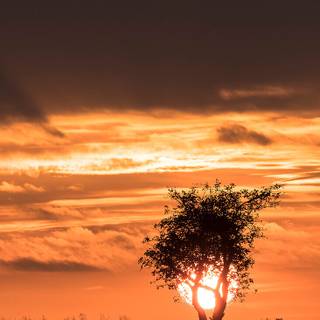 Sunset autumn tree wallpaper
