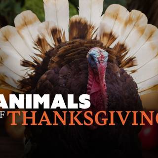 Thanksgiving HD horizontal wallpaper