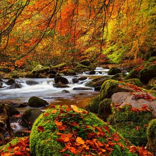 Autumn fall forest wallpaper