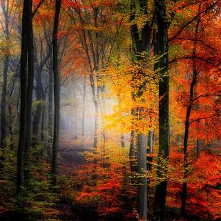 Forest Thanksgiving art wallpaper